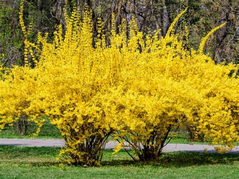 北京哪個公園連翹多，我們來聊聊公園與花香的故事